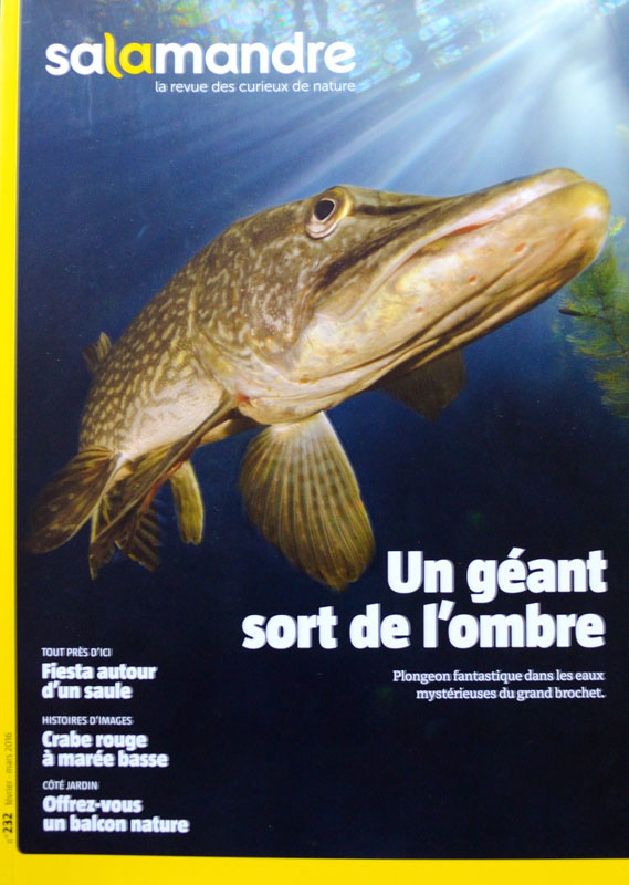 La salamandre brochet masson