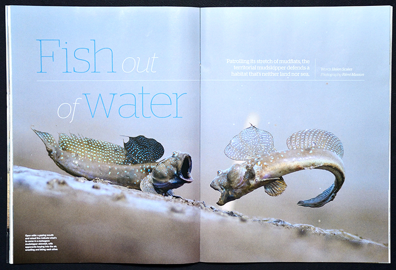 BBC Wildlife magazine Rémi Masson fish japan