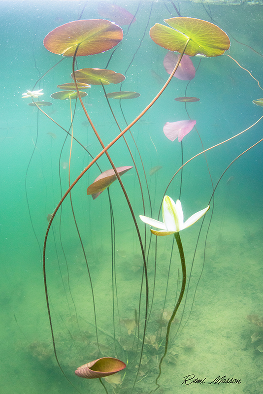 fleur de nymphéa sous l'eau